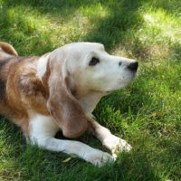 Senior beagle