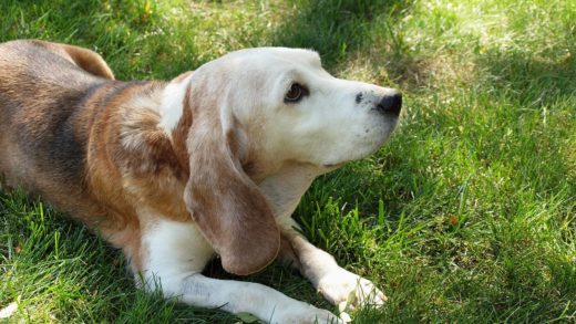 Senior beagle