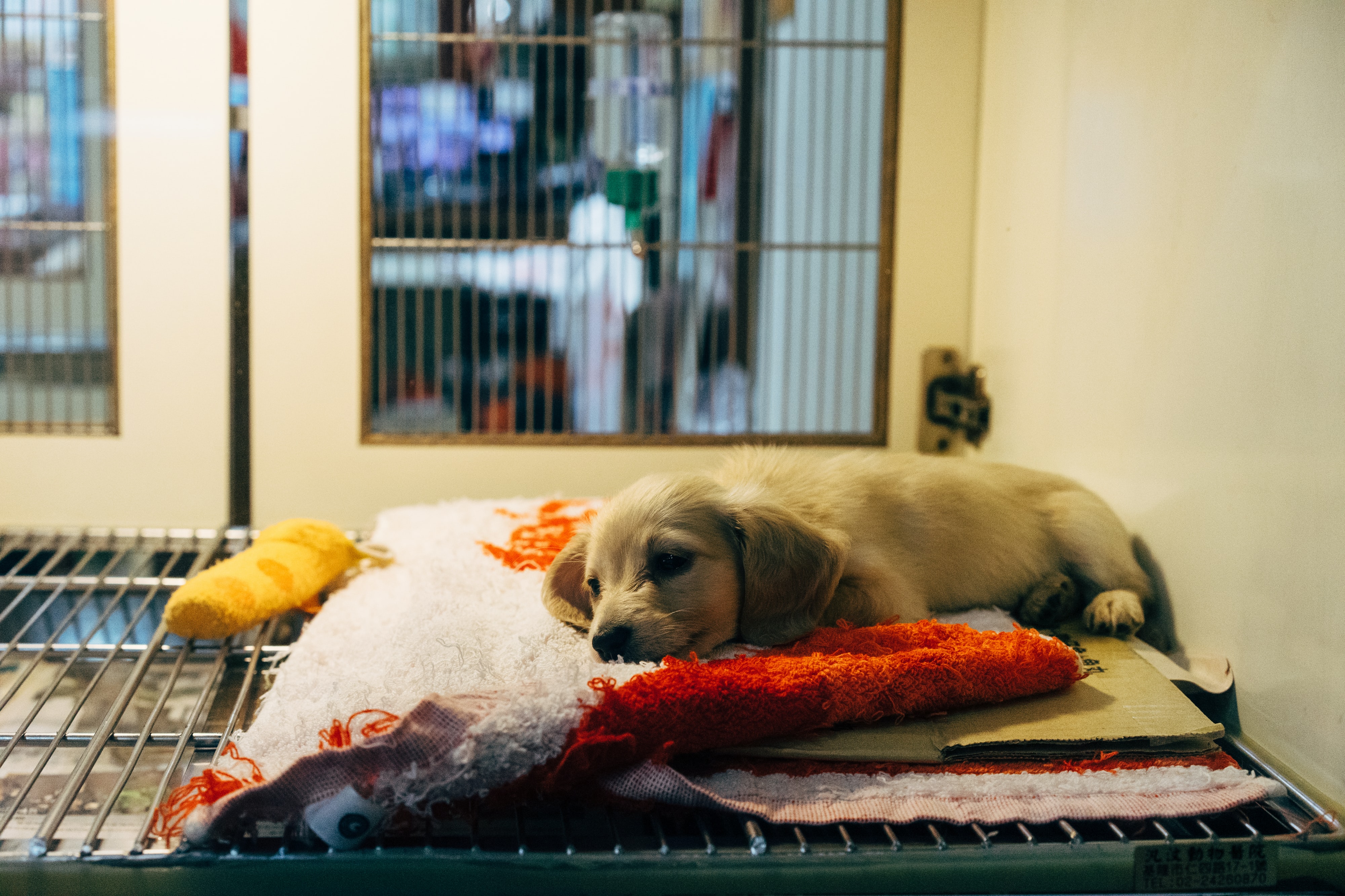 dog laying down on his bed in adoption center