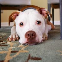 Cute pitbull under the table