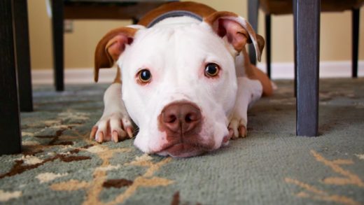 Cute pitbull under the table