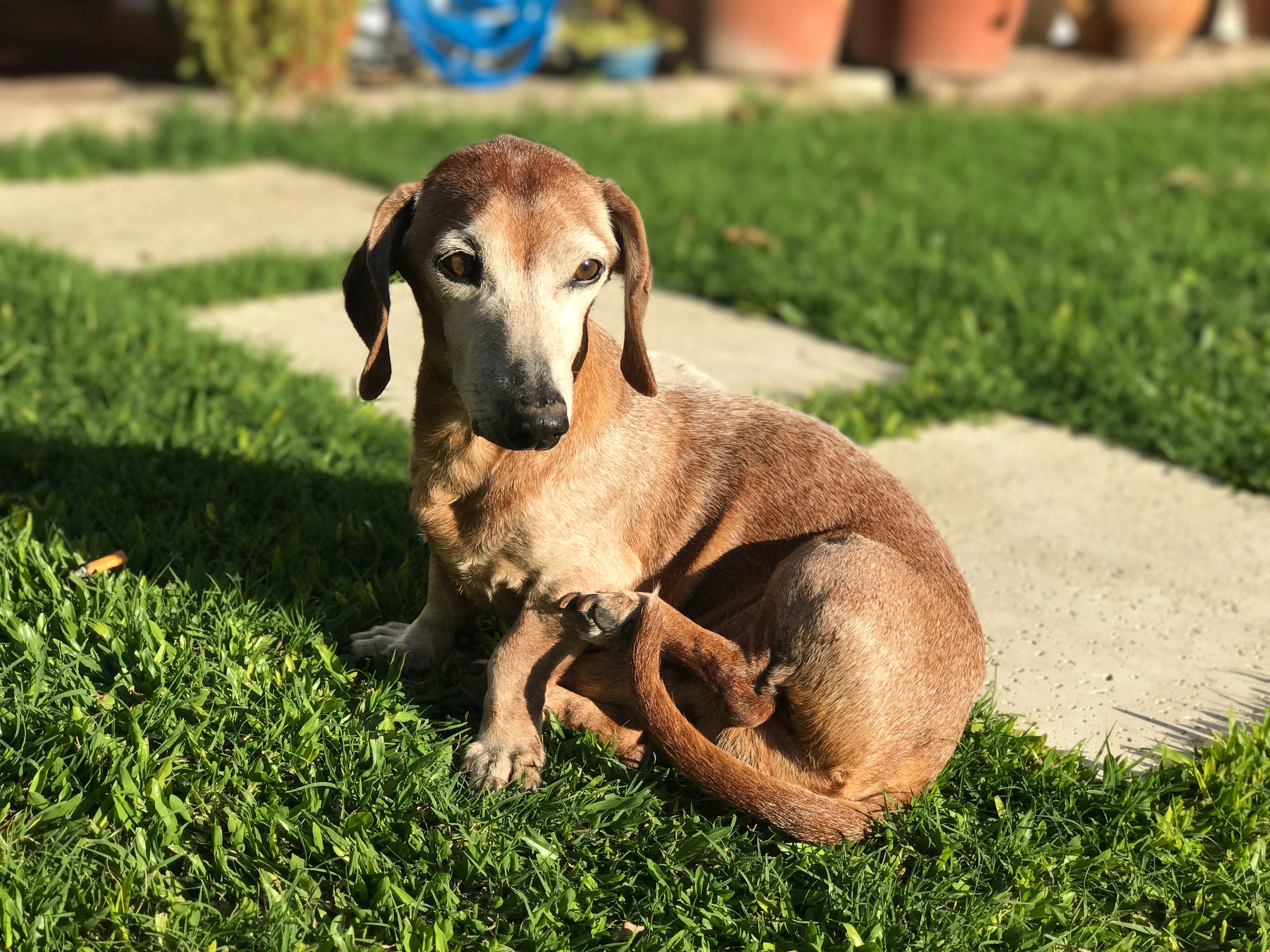 Weiner dog laying in the grass